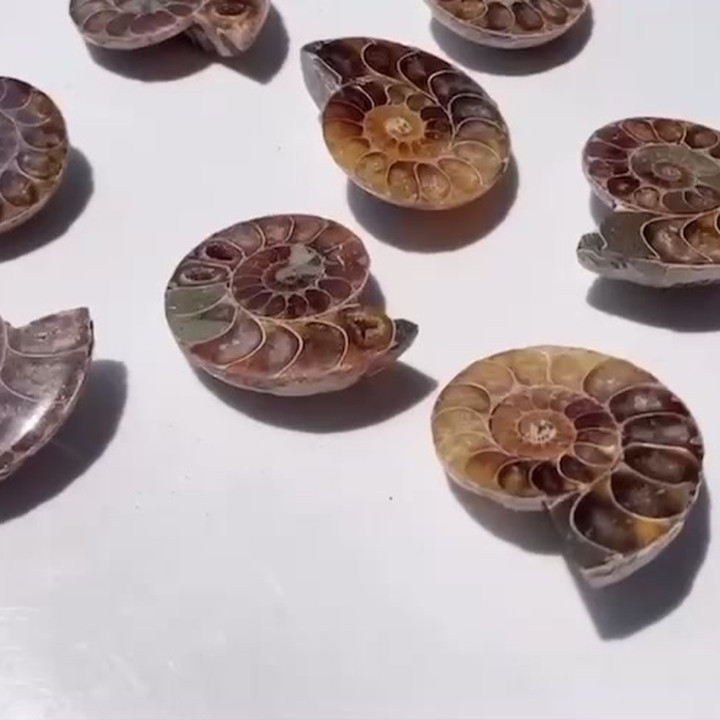 Natural Ammonite Fossil - Polished Healing Crystal Decor Gift