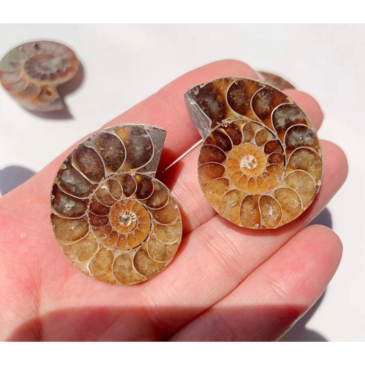 Natural Ammonite Fossil - Polished Healing Crystal Decor Gift