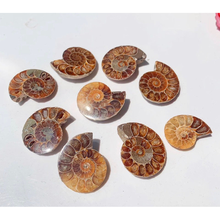 Natural Ammonite Fossil - Polished Healing Crystal Decor Gift