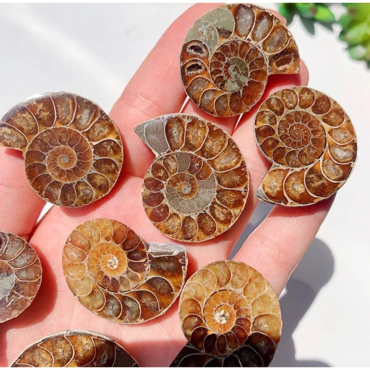 Natural Ammonite Fossil - Polished Healing Crystal Decor Gift