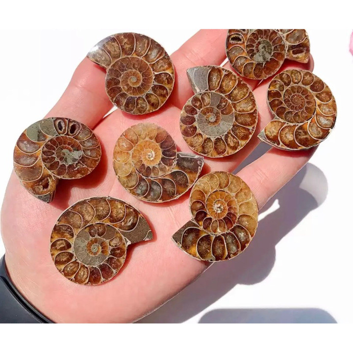 Natural Ammonite Fossil - Polished Healing Crystal Decor Gift