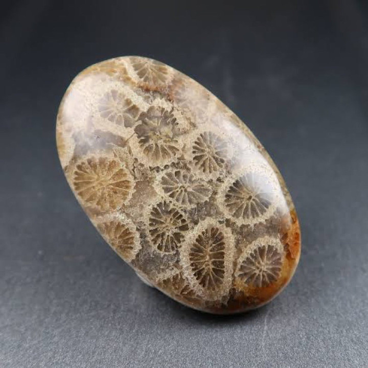 Natural Fossil Coral Cabochon | Handmade Jewelry Making