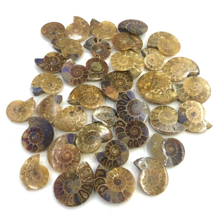 High Quality Natural Ammonite Fossil for Chakra Healing