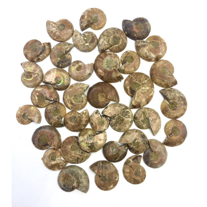 High Quality Natural Ammonite Fossil for Chakra Healing