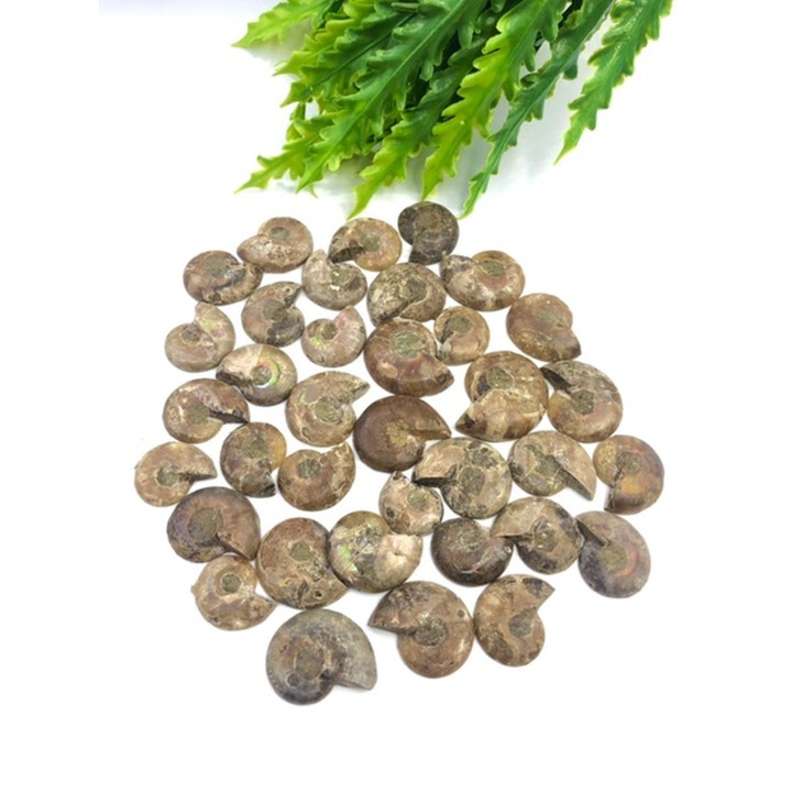 High Quality Natural Ammonite Fossil for Chakra Healing