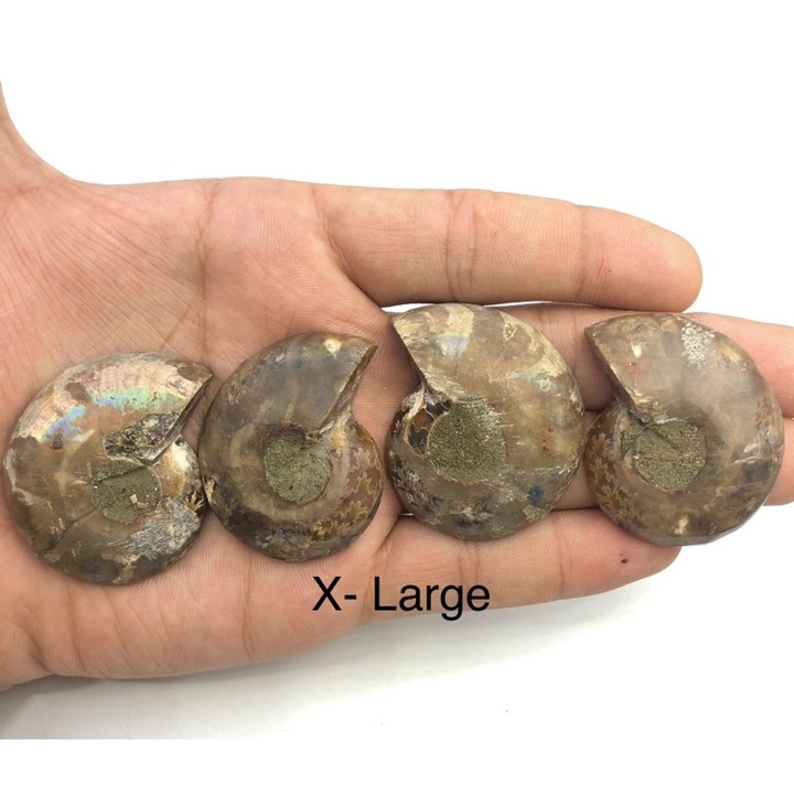 High Quality Natural Ammonite Fossil for Chakra Healing