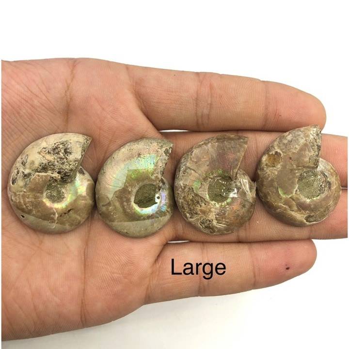 High Quality Natural Ammonite Fossil for Chakra Healing