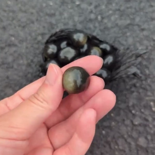 Golden Sheen Obsidian: Grounding and Protection Crystal