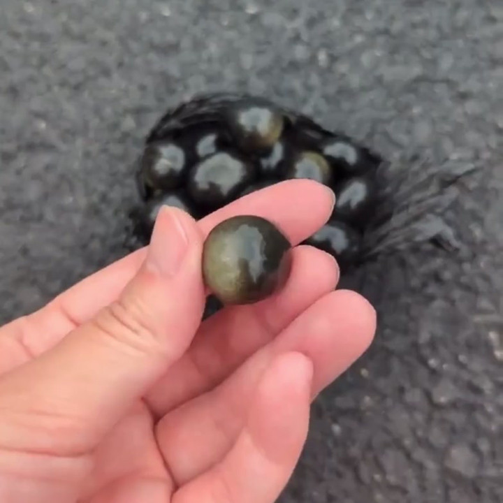 Golden Sheen Obsidian: Grounding and Protection Crystal