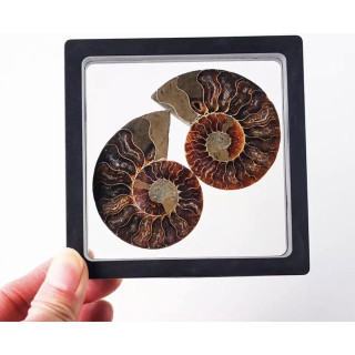 Genuine Ammonite Fossil: Perfect for Jewelry and Collection