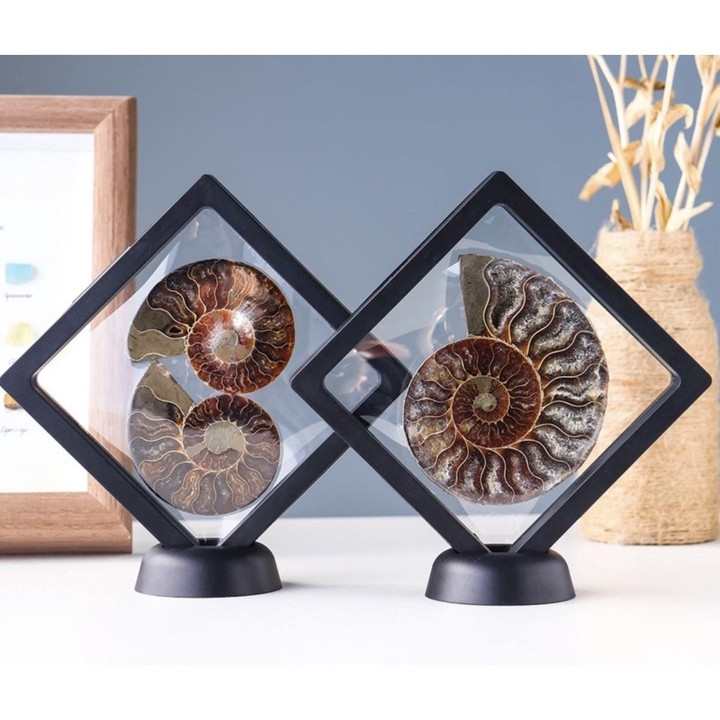 Genuine Ammonite Fossil: Perfect for Jewelry and Collection