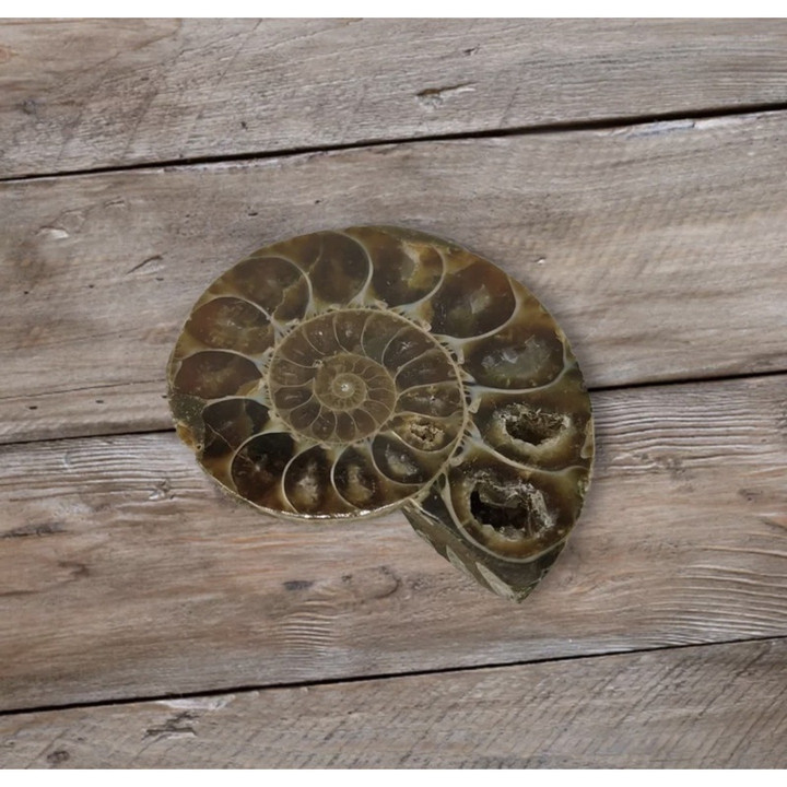 Genuine Ammonite Fossil: Perfect for Jewelry and Collection