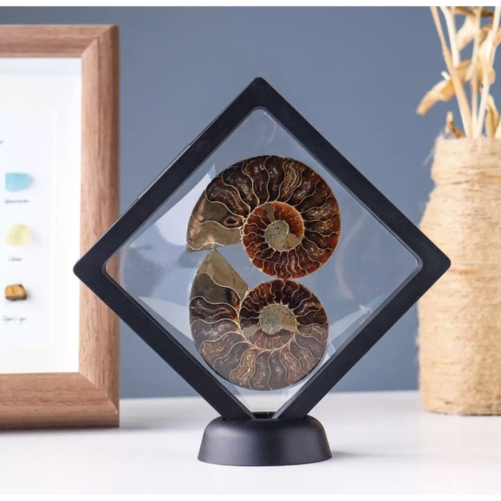 Genuine Ammonite Fossil: Perfect for Jewelry and Collection