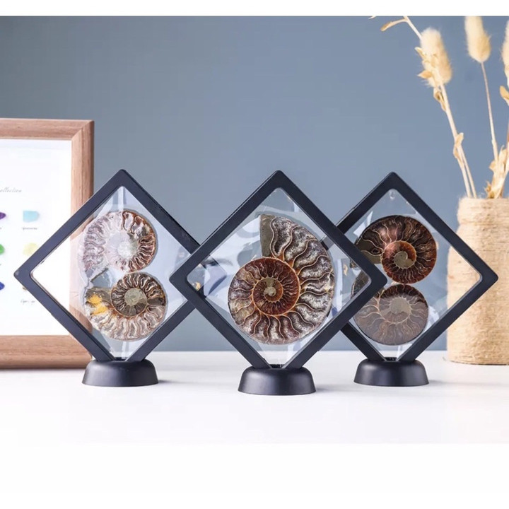 Genuine Ammonite Fossil: Perfect for Jewelry and Collection