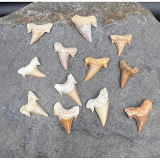 Genuine Otodus Shark Tooth - Ancient Fossil | 1 Piece