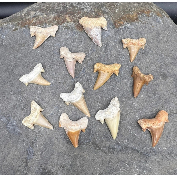 Genuine Otodus Shark Tooth - Ancient Fossil | 1 Piece