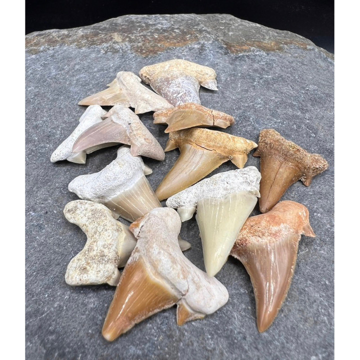 Genuine Otodus Shark Tooth - Ancient Fossil | 1 Piece