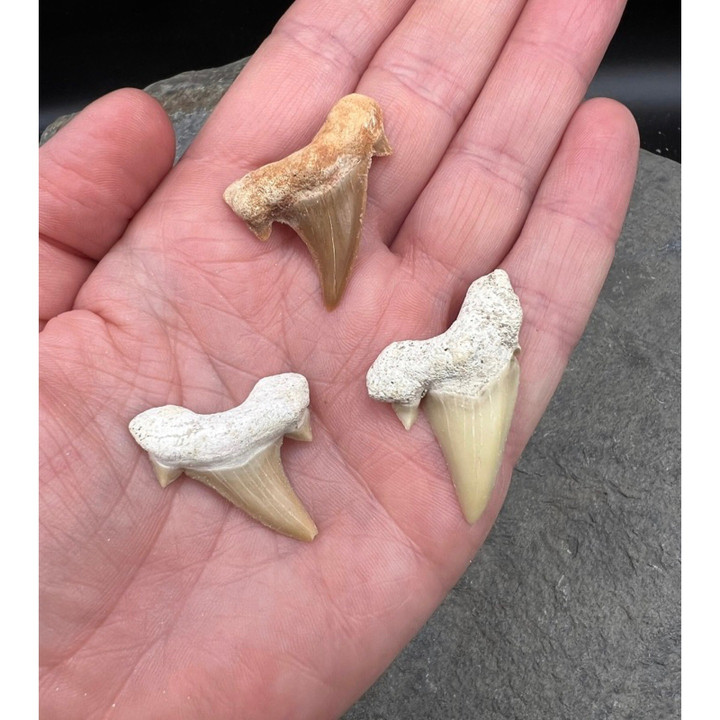 Genuine Otodus Shark Tooth - Ancient Fossil | 1 Piece