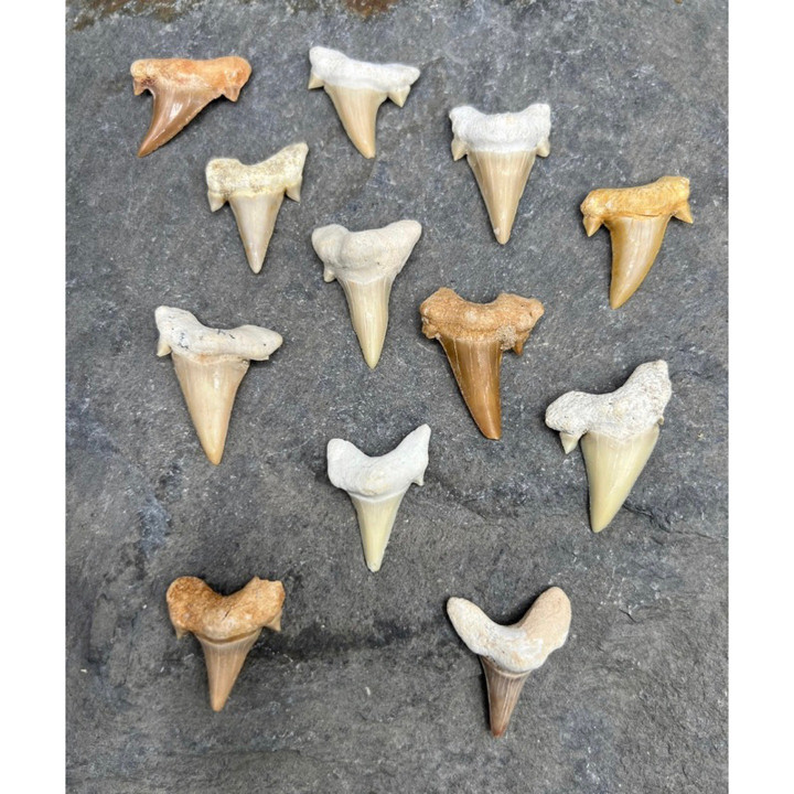Genuine Otodus Shark Tooth - Ancient Fossil | 1 Piece
